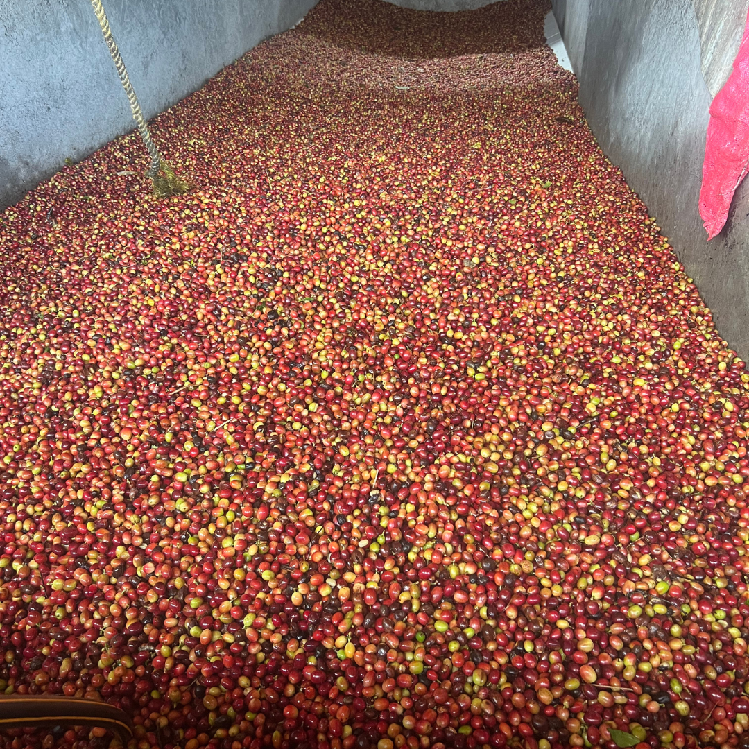 Finca Irlanda - Mexico Green Coffee