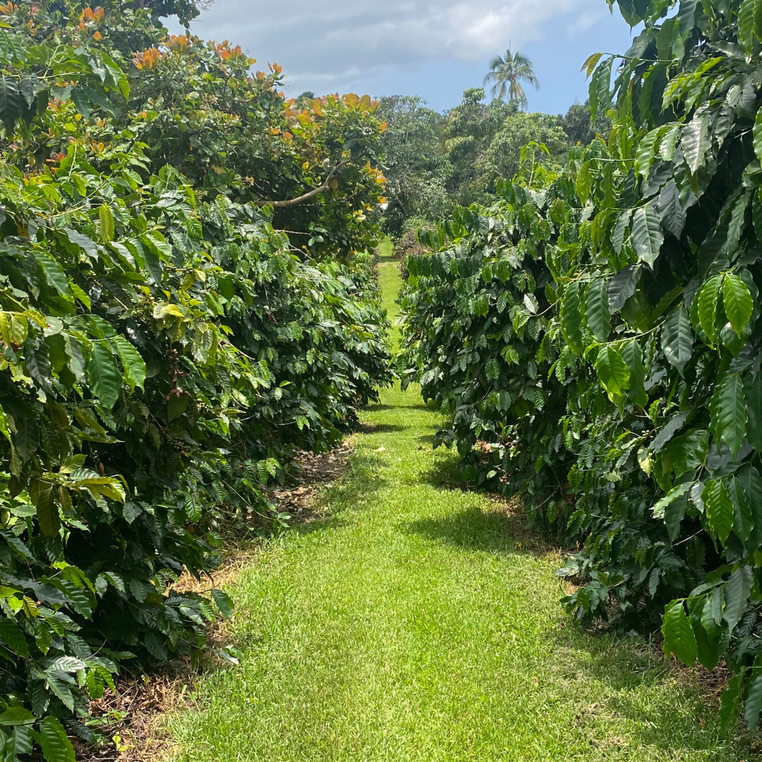 100% Kona Prime - Green Coffee