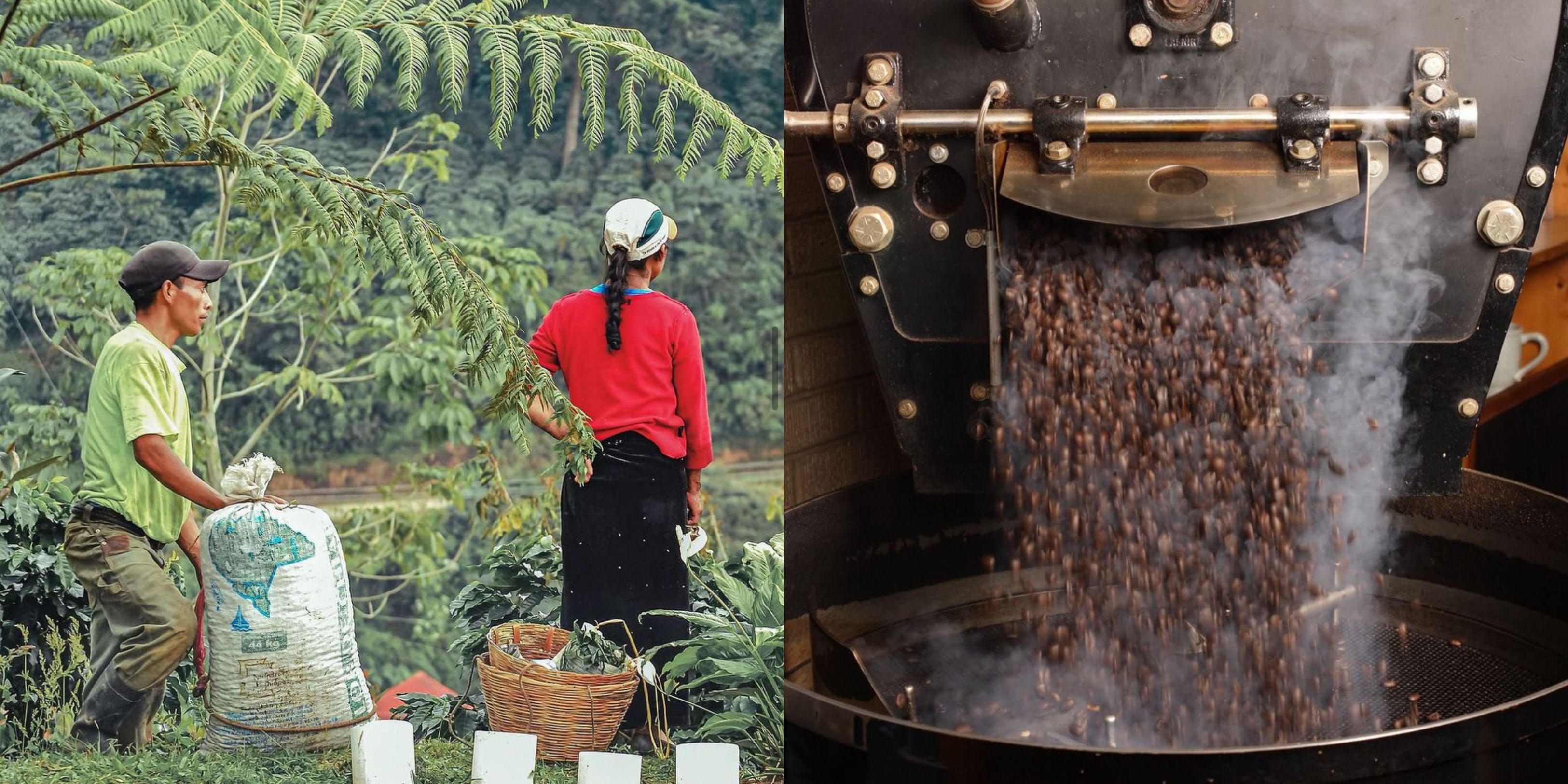 premium coffee and microlots