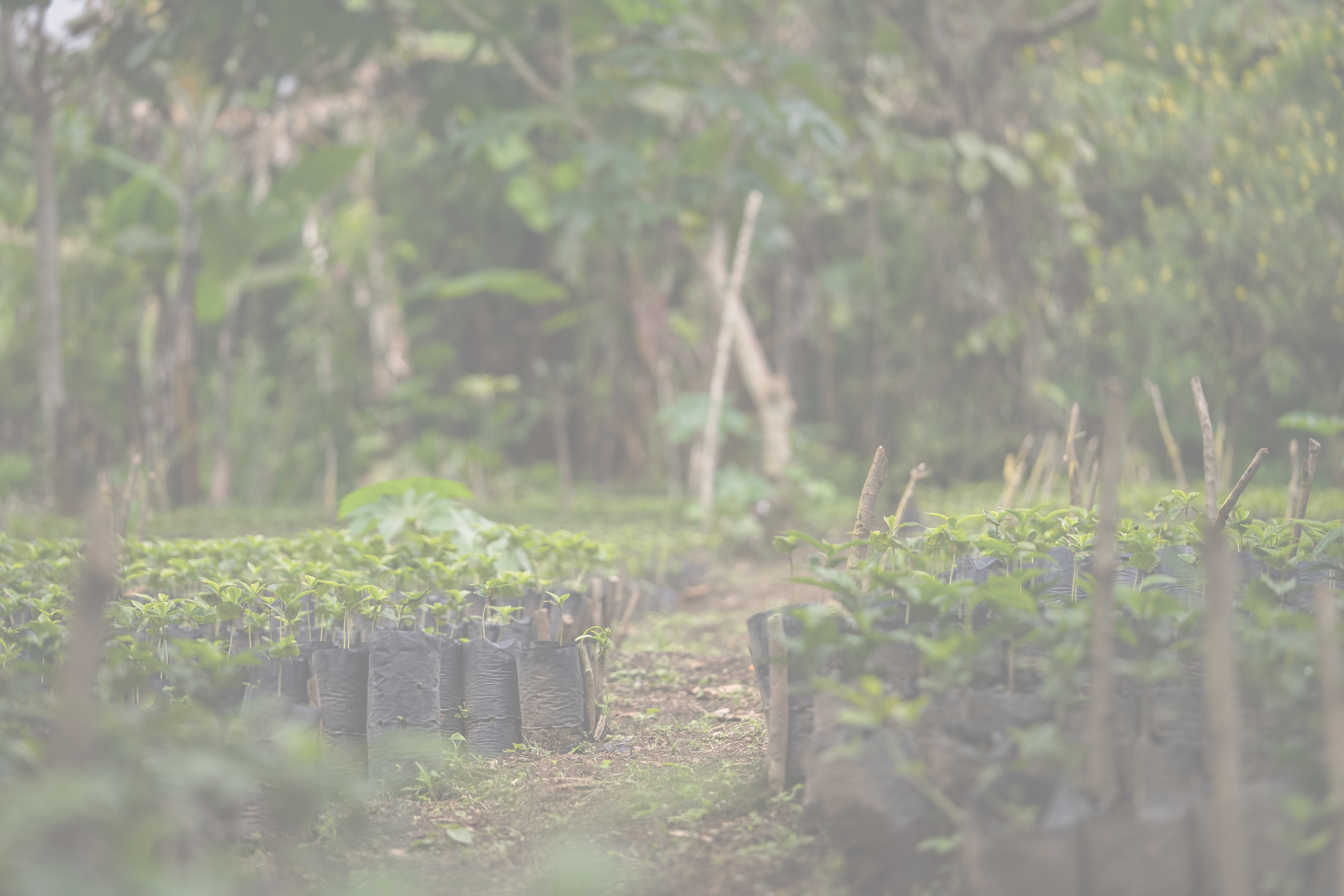 The Coffee Farmer's Co-op, Finca Hamburgo