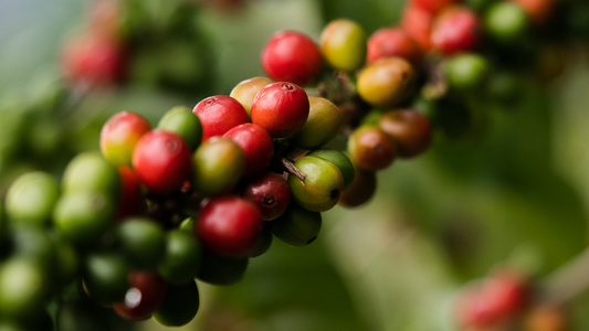 Coffee-Growing Regions: Central America