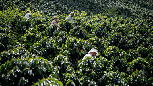 The State of Coffee Farming in 2025