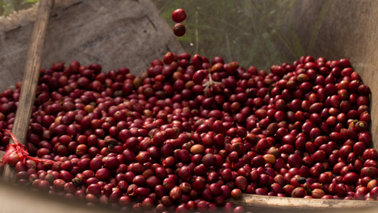 Washed vs. Natural Process Coffee: What's the Difference?