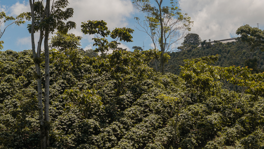 What is Shade Grown Coffee?